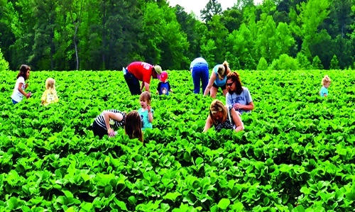 Agro-Tourism