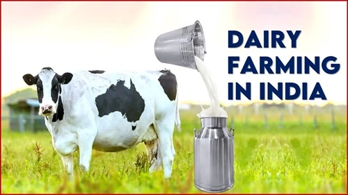 Dairy Farming