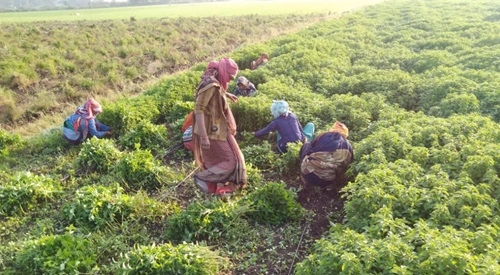 Herbal Farming and Processing