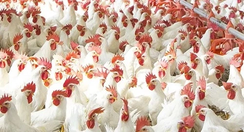 Poultry Farming