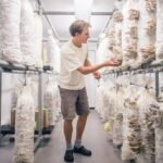 Mushroom Business