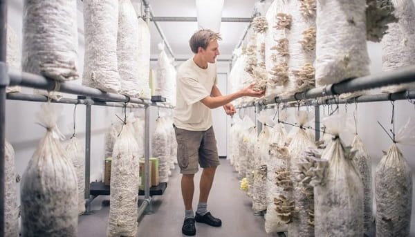 Mushroom Business 