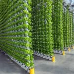 Vertical Farming Business