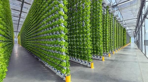 Vertical Farming Business
